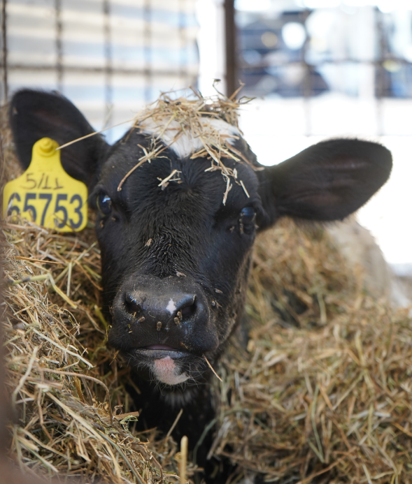 Produccion primaria 1